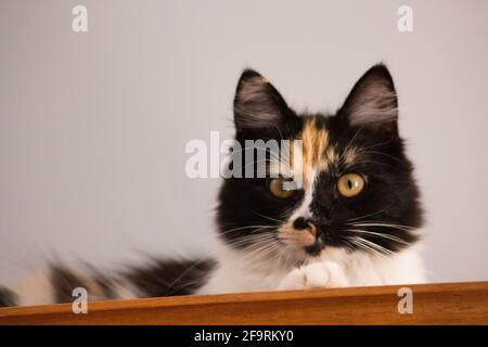 Süße Katze, Schildpatt und weiße Katze. Weibliche Lapjeskat. Calico Katze. Stockfoto