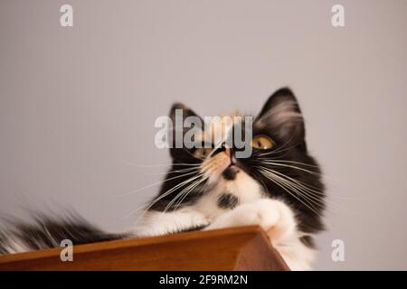 Süße Katze, Schildpatt und weiße Katze. Weibliche Lapjeskat. Calico Katze. Stockfoto