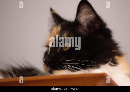 Süße Katze, Schildpatt und weiße Katze. Weibliche Lapjeskat. Calico Katze. Stockfoto