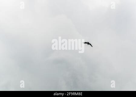 Während der Falknerei-Ausstellung auf der Burg Hohenwerfen in Österreich fliegt ein Adler in den alpen. Stockfoto