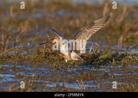 Bartailed Godwit (Limosa lapponica) füttert am Earlham Marshes Norwich Stockfoto