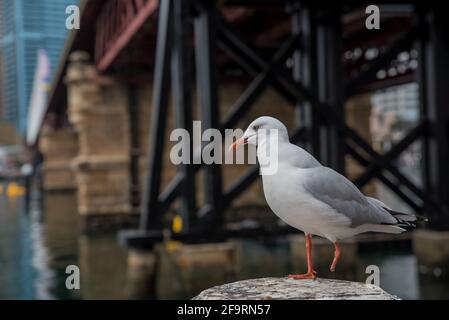 möwe im Hafen von Sydney, Australien Stockfoto