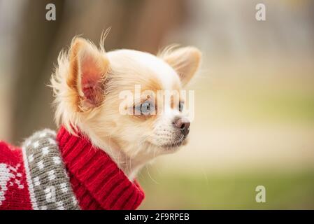 Porträt eines niedlichen reinrassigen chihuahua im Frühjahr in einem roten Pullover. Chihuahua Welpe langhaarig. Hund in der Natur. Welpe in Kleidung. Stockfoto