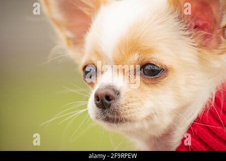 Porträt eines niedlichen reinrassigen chihuahua im Frühjahr in einem roten Pullover. Chihuahua Welpe langhaarig. Hund in der Natur. Welpe in Kleidung. Stockfoto