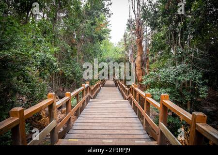 Treppe der Arrayanes Waldpromenade auf der Victoria Insel, Villa La Angostura, Patagonien, Argentinien. Stockfoto