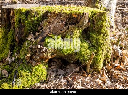 Alter Baumstumpf im Wald, bedeckt mit Moos, umgeben von getrockneten, gefallenen Blättern, England, Vereinigtes Königreich Stockfoto
