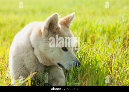 Japanischer Akita Inu Hund im Gras während der Sommerzeit Stockfoto