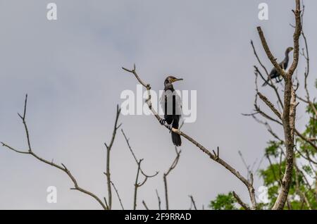 Schwarzer Kormoran sitzt auf einem Ast, lässt seine Flügel in der Sonne trocknen. Dies ist ein charakteristisches Verhalten für einen Kormoran. Stockfoto