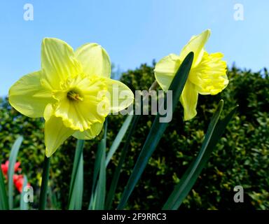 Gelbe Narzisse in einem Garten Stockfoto