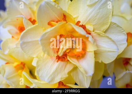 Nahaufnahme der hübschen gelben und orangen Narzissenblüte in voller Blüte. Geringe Schärfentiefe. Stockfoto