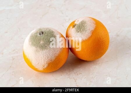 Zwei verfaulte Orangen, bedeckt mit weißem, grünem Schimmel auf einem Küchentisch. Schimmelpilz auf verfaulten Zitrusfrüchten. Verdorbene Früchte. Essen im Kühlschrank vergessen. Stockfoto