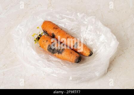 Schwarze Schimmelflecken auf zwei rohen Karotten in einer Plastiktüte auf einem Küchentisch. Schimmelpilz auf verfaulten Karotten. Verdorbenes Gemüse Essen im Kühlschrank vergessen Stockfoto