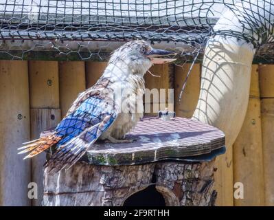 Der blauflügelige Kookaburra (Dacelo leachii) sitzt auf einem Ast. Kookaburras, eine Art von Eisvöglern, kann in ganz Nord-Australien gefunden werden. Stockfoto