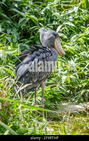 Schuhschnabel, Abu Markub (Balaeniceps Rex) Stockfoto