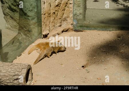 Gelbe Mungo (Cynictis penicillata), auch bekannt als roter Erdmännchen. Wildtiere. Stockfoto