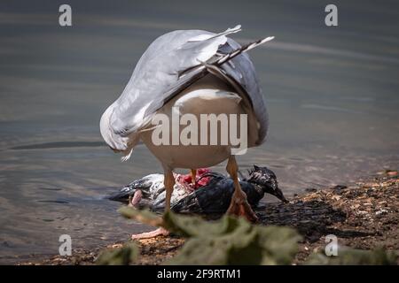 Eine Möwe ernährt sich von einer toten Taube in einem Park in London. Stockfoto