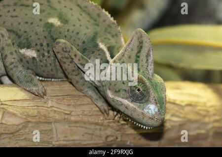 Chamaeleo calyptratus (verschleiertes Chamäleon) Stockfoto