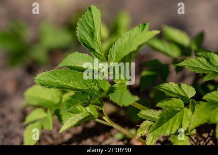 Aegopodium podagraria, gemahlener Holunder, gehört zu den wilden Kräutern und Wildgemüse Stockfoto