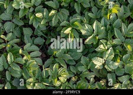 Aegopodium podagraria, gemahlener Holunder, gehört zu den wilden Kräutern und Wildgemüse Stockfoto