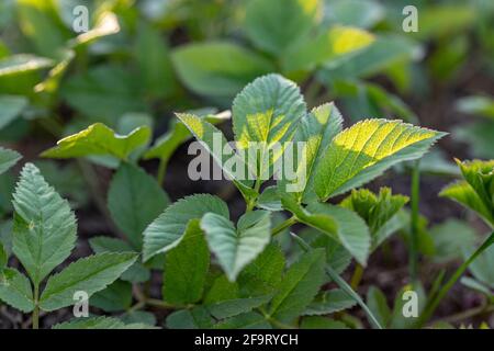 Aegopodium podagraria, gemahlener Holunder, gehört zu den wilden Kräutern und Wildgemüse Stockfoto
