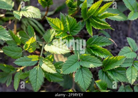 Aegopodium podagraria, gemahlener Holunder, gehört zu den wilden Kräutern und Wildgemüse Stockfoto