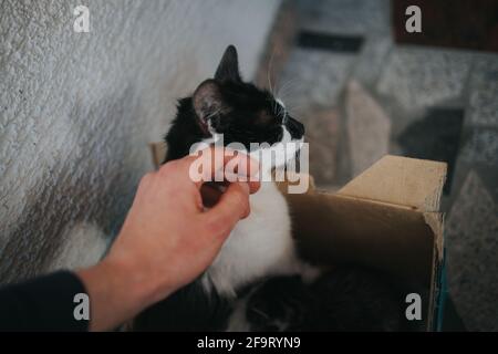 Nahaufnahme von jemandem, der eine niedliche Katze in einem Karton streichelt, drinnen Stockfoto