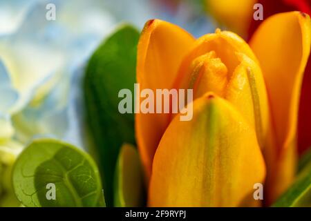 Nahaufnahme gelbe Blume, die in einem Strauß blüht Stockfoto