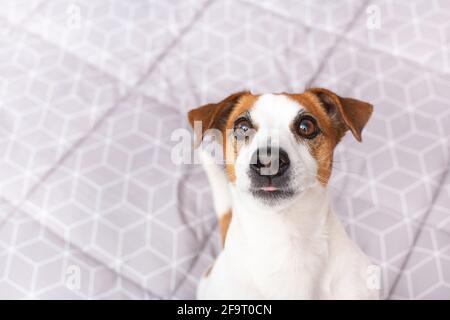 Porträt eines lustigen Hundes Jack Russell Terrier auf grauem Hintergrund. Speicherplatz kopieren. Stockfoto