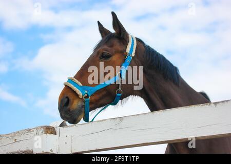 Schönes braunes Pferdeportrait an einem blauen Himmel mit einem blauen Zaumzeug, das im Mund nagt. Ein wunderschönes arabisches Pferd, das in einem Corral steht. Nutztier Stockfoto