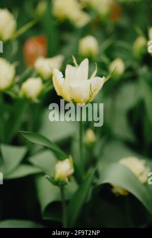 White Valley / exotische Kaiser Tulpen Blumen Stockfoto