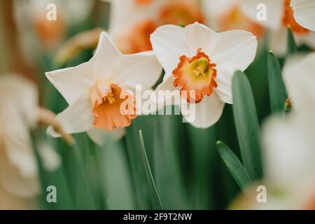 Rosa Charm Daffodil Blumen Stockfoto