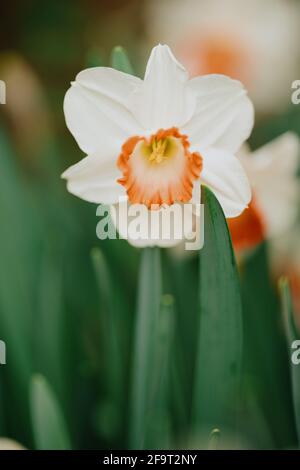 Rosa Charm Daffodil Blumen Stockfoto