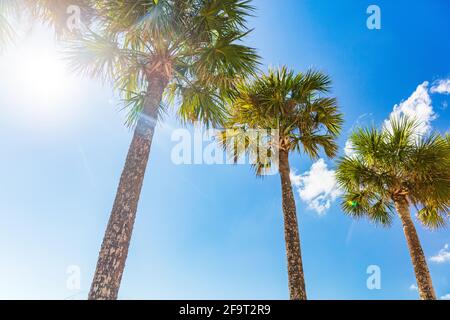 Sommerurlaub sonnigen Hintergrund Strand Urlaub Palmen mit Sonne aufflackern Sonnenschein durch die Blätter von Baum. Blauer Himmel mit Blick auf die Landschaft Stockfoto
