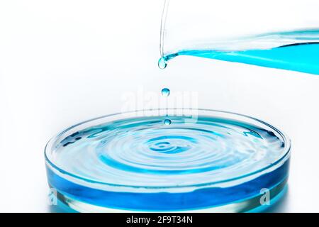 Pipettieren Sie die Flüssigkeit mit blauer Flüssigkeit in die Petrischale. Überprüfen Sie das Wasser auf Sauberkeit. Konzept chemische Experimente und Bildung. Stockfoto