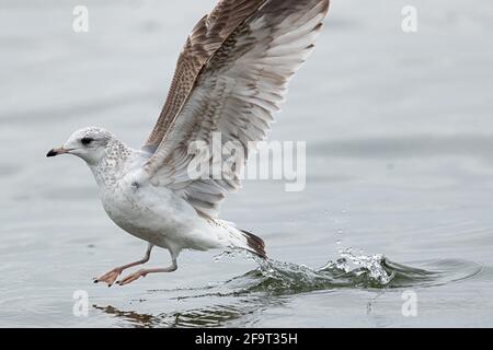 Eine Gemeine Möwe zieht an. Stockfoto