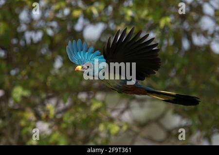 Das Great Blue Turaco im Kibale Forst National Park Im Flug Stockfoto