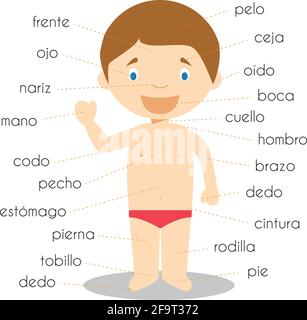 Vokabular menschlicher Körperteile auf spanisch Vektor Illustration Stock Vektor