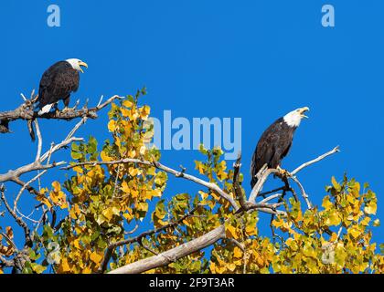 Zwei vermähte Weißkopfadler auf einem großen Cottonwood-Baum, die in die Wildnis rufen, mit einem tiefblauen Himmel und wechselndem Laub in der Herbstsaison. Stockfoto