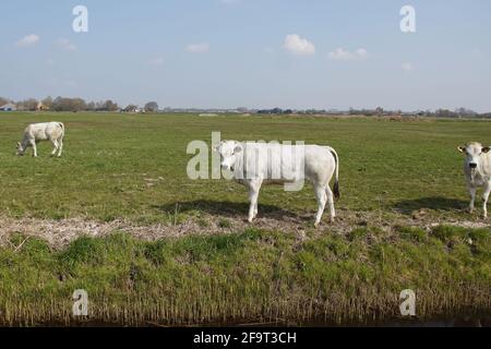 Weiße Kühe (Piemonteser) auf der Wiese. Weidelandschaft in den Niederlanden in der Nähe des Dorfes Bergen. April, Frühling Stockfoto