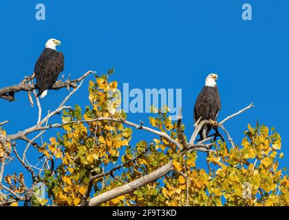Porträt von zwei kahlen Adlern, einem Paar, das in der Herbstsaison auf einem großen Cottonwood-Baum thront, vor einem wunderschönen blauen Himmel. Stockfoto