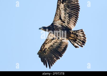 Ein Jugendlicher Weißkopfadler, der direkt über dem Kopf fliegt, ermöglicht einen näheren Blick auf das Federmuster an der Unterseite und interessante Federquasten. Stockfoto