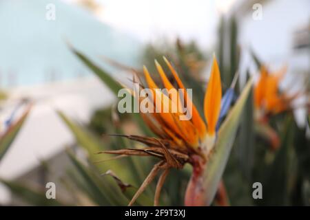 Detailreiche Nahaufnahme eines perfekten Paradiesvogels Stockfoto