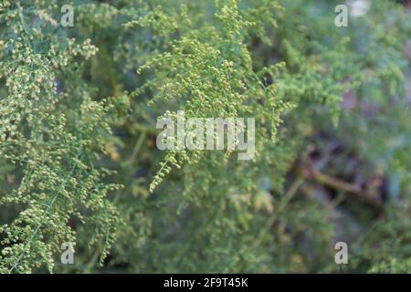 Detail des blühenden Astes von Artemisia annua. Heilpflanze Stockfoto