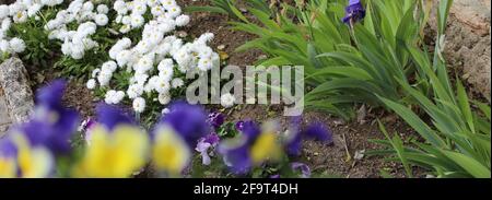 Wunderschöne Klettermalve und gelbe Blumen auf Schloss und Gärten von Queen Maria, Balchik, Bulgarien Stockfoto