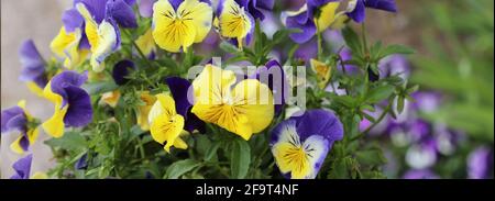 Wunderschöne Klettermalve und gelbe Blumen auf Schloss und Gärten von Queen Maria, Balchik, Bulgarien Stockfoto