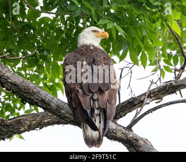 Nahaufnahme eines jungen Adlers unter einem Baldachin aus üppigen grünen Blättern, nach außen blickend, mit Übergangsschwanzfedern. Stockfoto