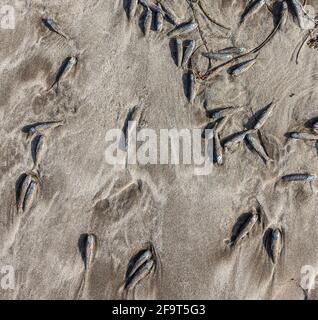 Kleine Fische wurden am Strand angespült. Stockfoto