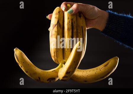 Weibliche Hand hält braun verschwendete Haufen Bananen, auf schwarzem Hintergrund. Stockfoto