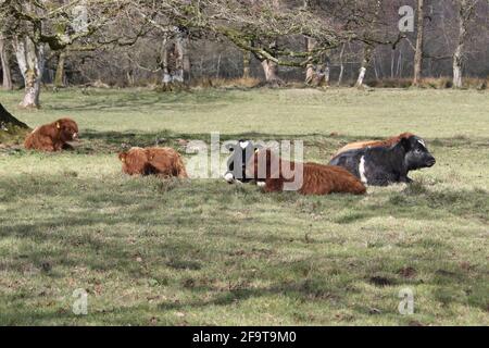 Scotland, Ayrshire, 16. April 2021. Highland Cow Calfs im Auchinleck House, Ayrshire, Schottland, Großbritannien Stockfoto