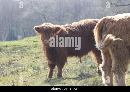 Scotland, Ayrshire, 16. April 2021. Highland Cow Calfs im Auchinleck House, Ayrshire, Schottland, Großbritannien Stockfoto